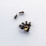 Lasius niger