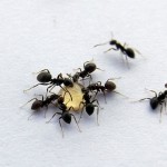 Lasius niger