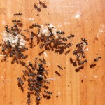 Lasius niger