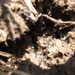 Lasius niger