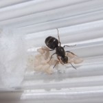 Lasius niger 