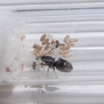 Lasius niger 