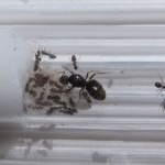 Lasius niger 