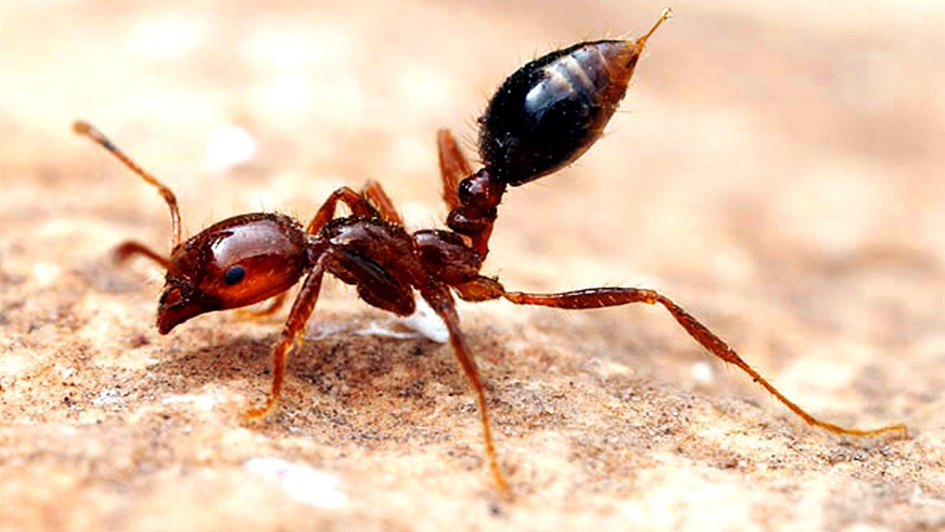 Mrówka ognista