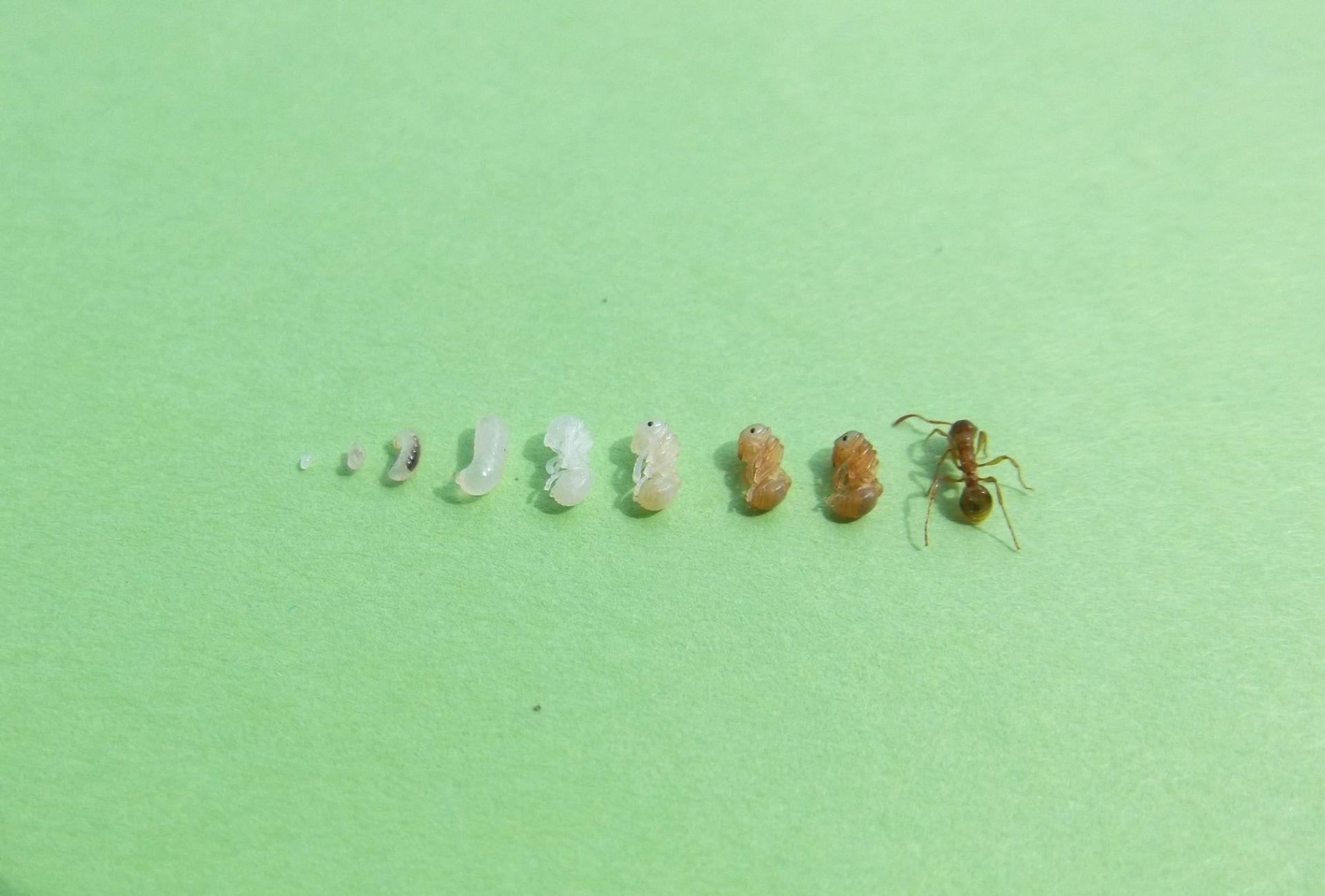 Cykl rozwojowy mrówek 