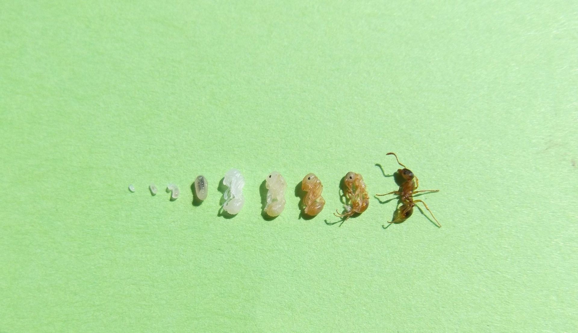Cykl rozwojowy mrówek 