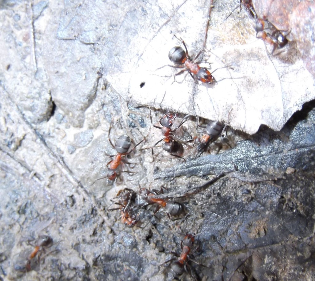 Formica polyctena (mrówka ćmawa)