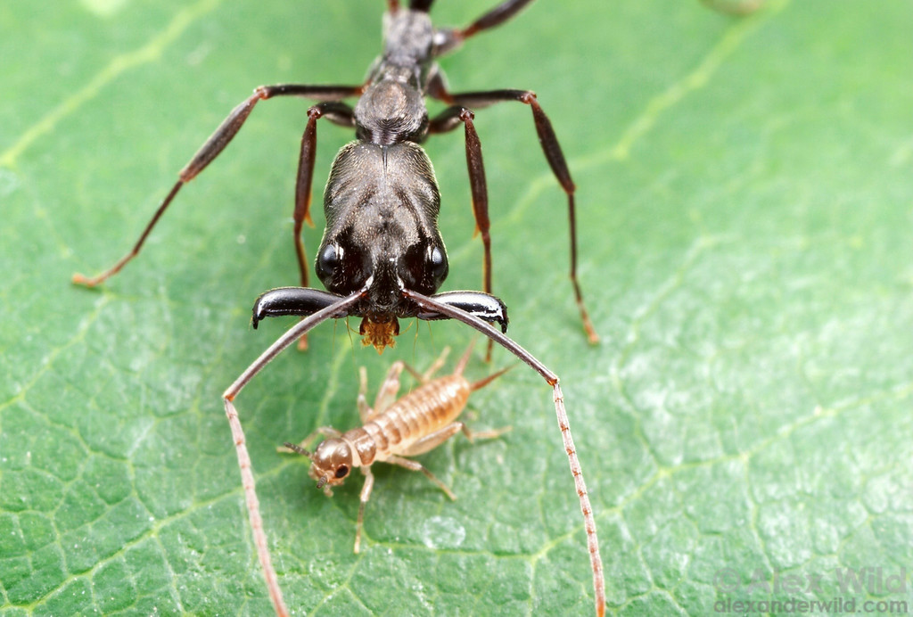 Dziwne mrówki