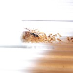 Lasius fuliginosus 