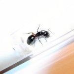 Camponotus herculeanus (gmachówka koniczek/cieśla) 