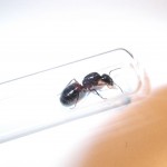 Camponotus ligniperdus (gmachówka drzewotoczna)
