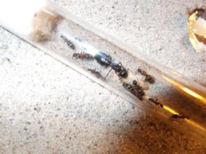 Etogram mrówek Camponotus herculeanus 