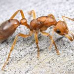 Ciekawostki o mrówkach – część 6