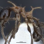 Najnowsze ciekawostki ze świata mrówek