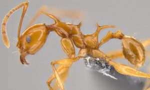 Mrówki smoki - Pheidole viserion